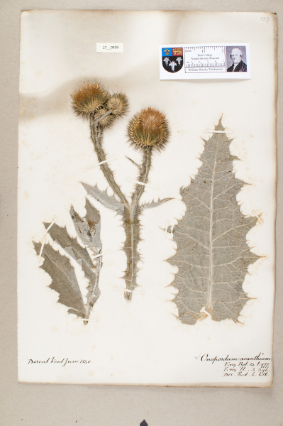 NHM_HH_27.18-2010 image NHM_HH_27.18-2010