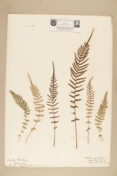 NHM_HH_41.132-2010 image NHM_HH_41.132-2010