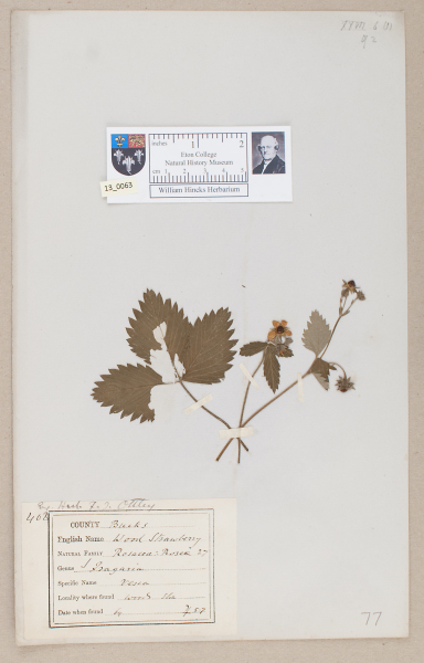 NHM_HH_13.63-2010 image NHM_HH_13.63-2010