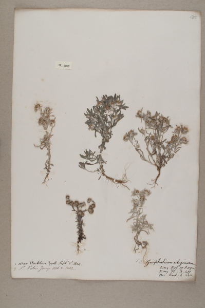 NHM_HH_28.80-2010 image NHM_HH_28.80-2010