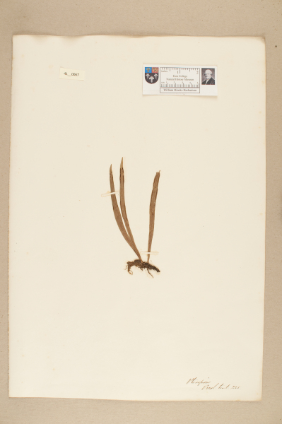 NHM_HH_41.67-2010 image NHM_HH_41.67-2010