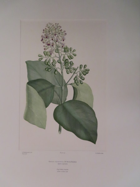 image FDA-E.2916_12_9-2016