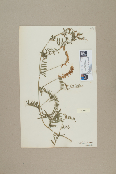 NHM_HH_15.41-2010 image NHM_HH_15.41-2010