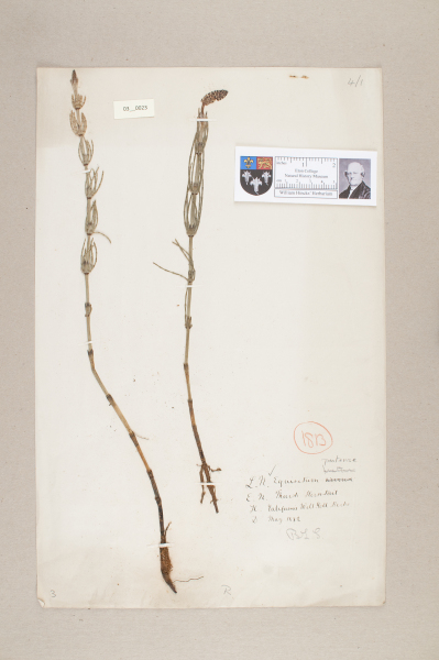 NHM_HH_3.23-2010 image NHM_HH_3.23-2010