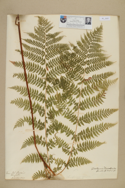 NHM_HH_42.157-2010 image NHM_HH_42.157-2010