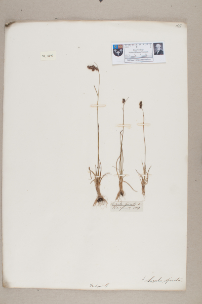 NHM_HH_31.40-2010 image NHM_HH_31.40-2010