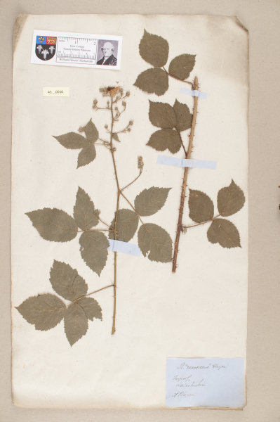 NHM_HH_43.10-2010 image NHM_HH_43.10-2010