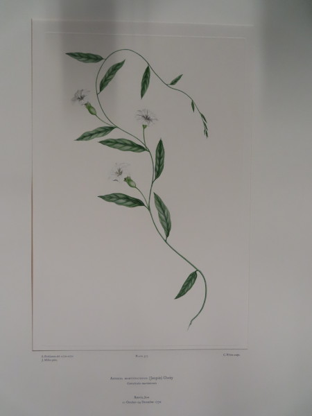 image FDA-E.2916_18_5-2016-A