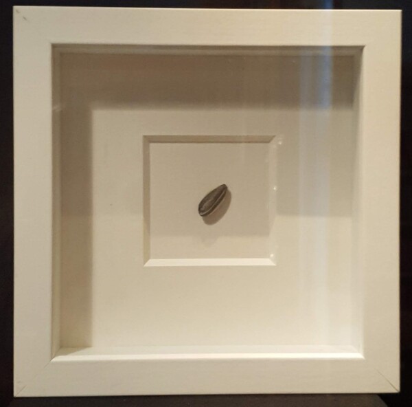 FDA-Sc.229_2-2024 image FDA-Sc.229_2-2024