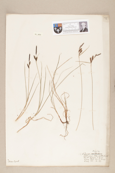 NHM_HH_33.55-2010 image NHM_HH_33.55-2010