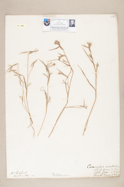 NHM_HH_45.4-2010 image NHM_HH_45.4-2010