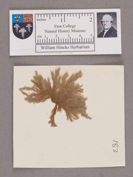 NHM_HH_1.183-2010 image NHM_HH_1.183-2010