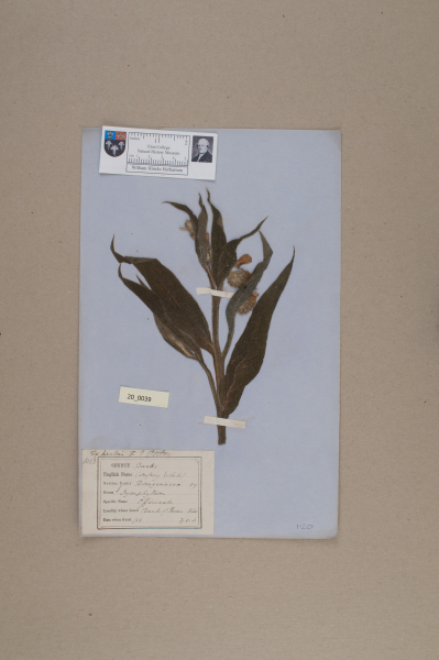 NHM_HH_20.39-2010 image NHM_HH_20.39-2010