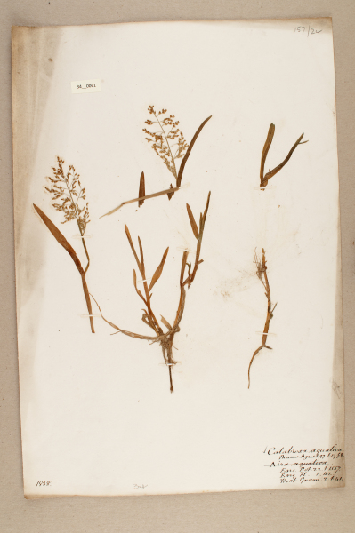 NHM_HH_34.61-2010 image NHM_HH_34.61-2010