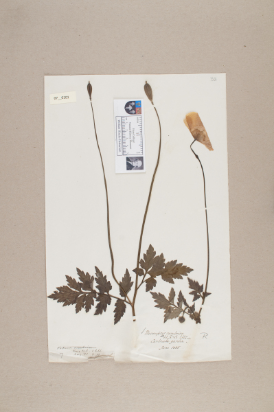 NHM_HH_7.101-2010 image NHM_HH_7.101-2010