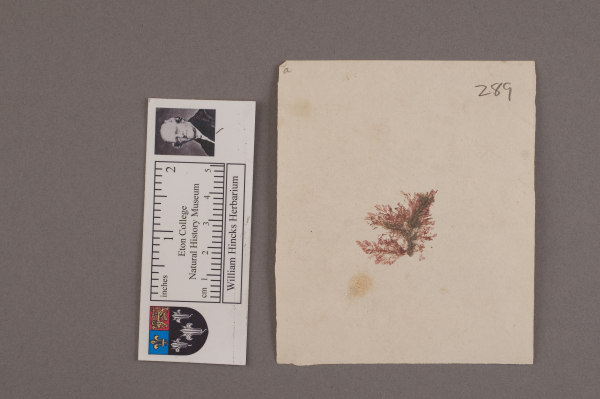 NHM_HH_1.289-2010 image NHM_HH_1.289-2010