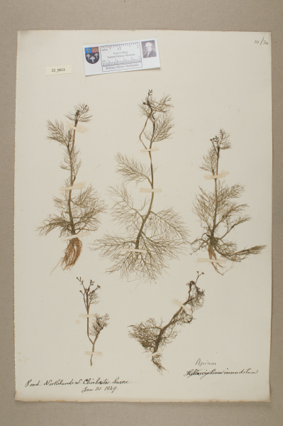 NHM_HH_22.13-2010 image NHM_HH_22.13-2010