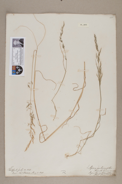 NHM_HH_35.75-2010 image NHM_HH_35.75-2010