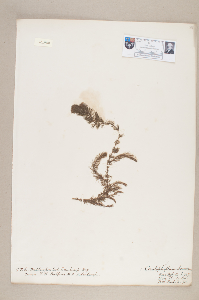 NHM_HH_7.8-2010 image NHM_HH_7.8-2010