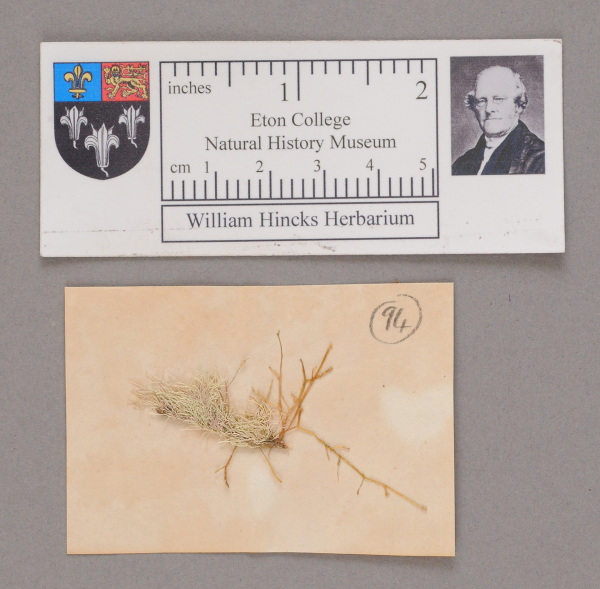 NHM_HH_1.94-2010 image NHM_HH_1.94-2010