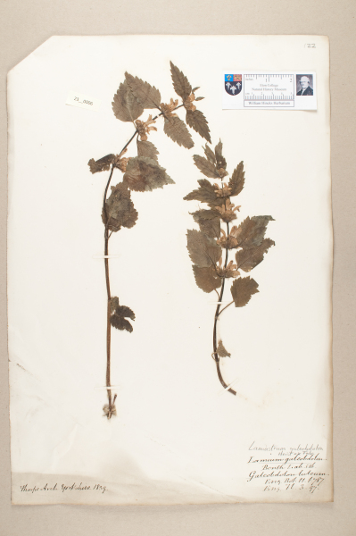 NHM_HH_23.6-2010 image NHM_HH_23.6-2010