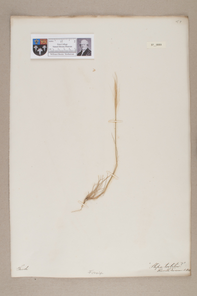 NHM_HH_37.3-2010 image NHM_HH_37.3-2010