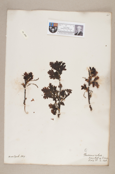 NHM_HH_8.8-2010 image NHM_HH_8.8-2010