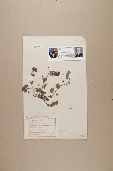 NHM_HH_25.33-2010 image NHM_HH_25.33-2010