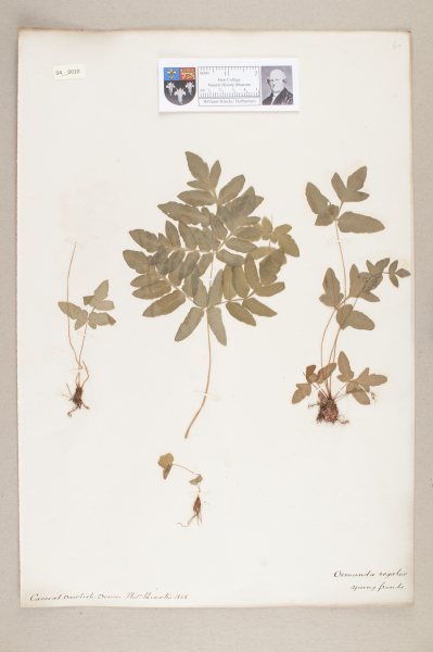 NHM_HH_4.10-2010 image NHM_HH_4.10-2010