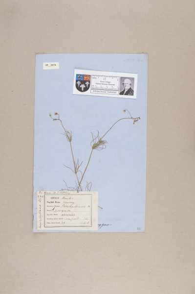 NHM_HH_9.74-2010 image NHM_HH_9.74-2010