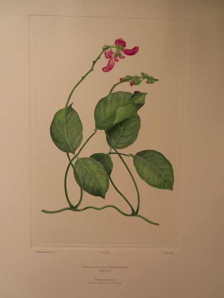 image FDA-E.2916_28_15-2016