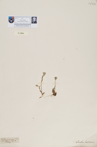 NHM_HH_11.62-2010 image NHM_HH_11.62-2010