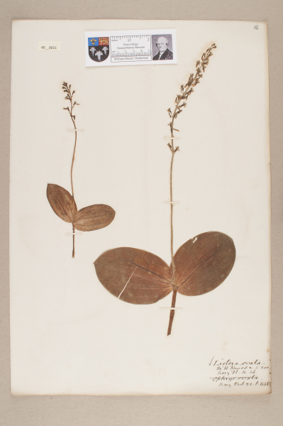 NHM_HH_40.15-2010 image NHM_HH_40.15-2010