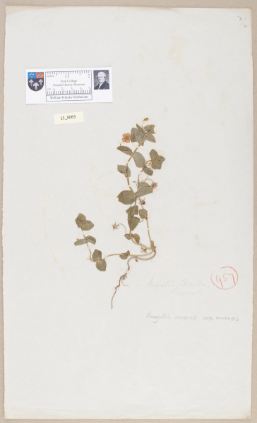 NHM_HH_12.63-2010 image NHM_HH_12.63-2010