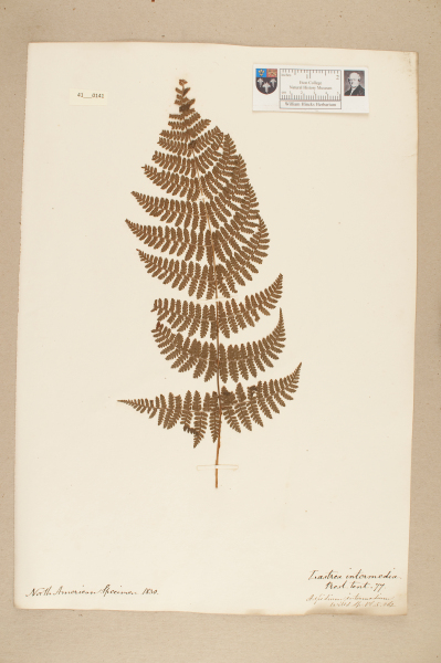 NHM_HH_41.141-2010 image NHM_HH_41.141-2010