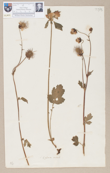 NHM_HH_13.72-2010 image NHM_HH_13.72-2010