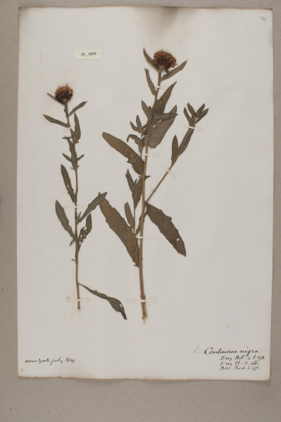 NHM_HH_28.9-2010 image NHM_HH_28.9-2010