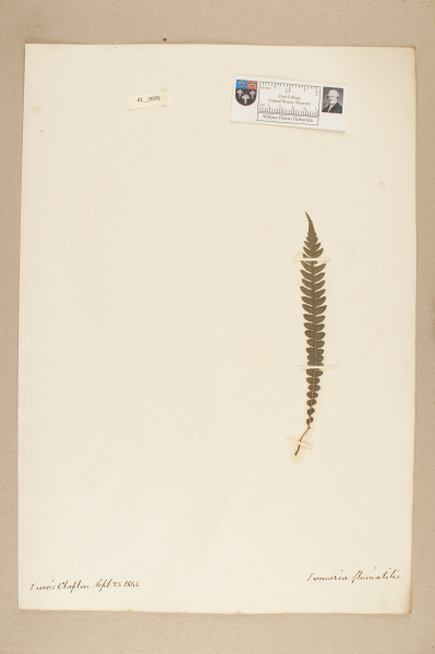 NHM_HH_41.76-2010 image NHM_HH_41.76-2010