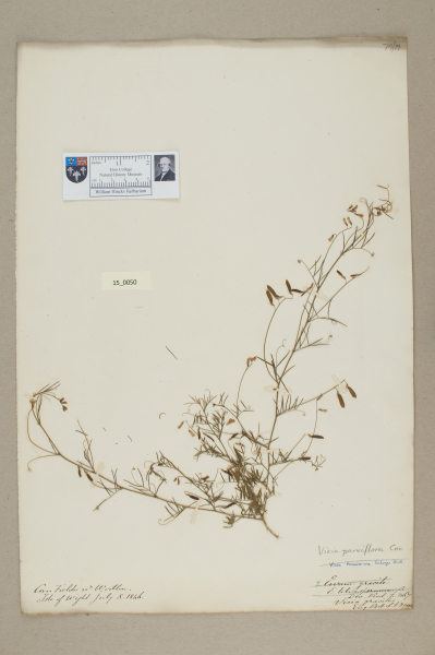 NHM_HH_15.50-2010 image NHM_HH_15.50-2010