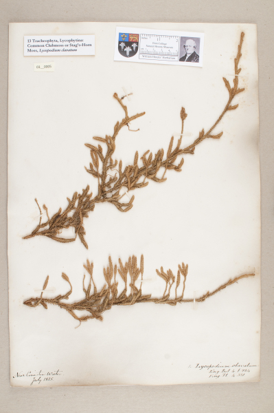 NHM_HH_3.5-2010 image NHM_HH_3.5-2010