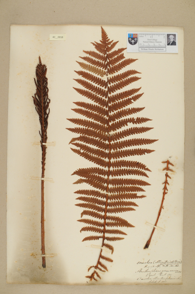 NHM_HH_42.18-2010 image NHM_HH_42.18-2010