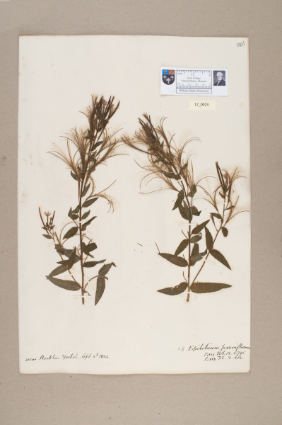 NHM_HH_17.23-2010 image NHM_HH_17.23-2010