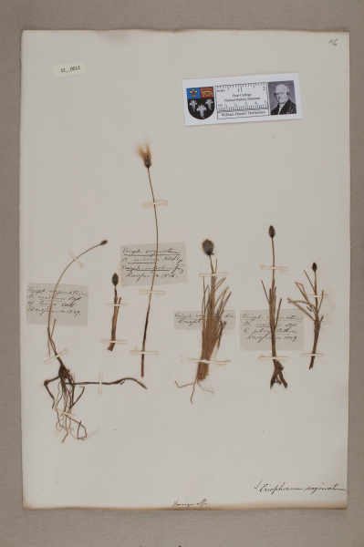 NHM_HH_32.12-2010 image NHM_HH_32.12-2010