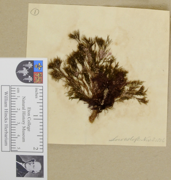 NHM_HH_1.1-2010 image NHM_HH_1.1-2010