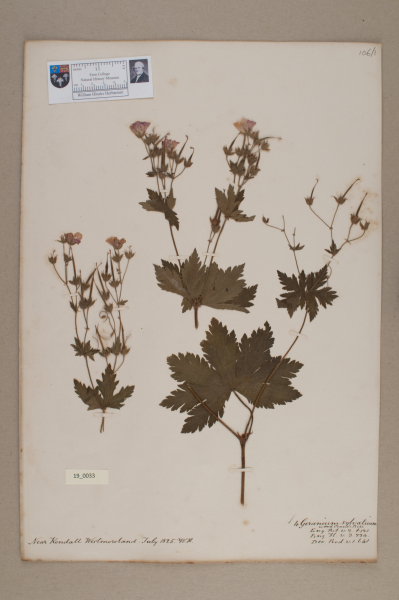 NHM_HH_19.33-2010 image NHM_HH_19.33-2010