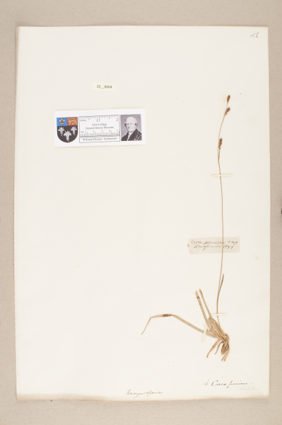 NHM_HH_33.64-2010 image NHM_HH_33.64-2010