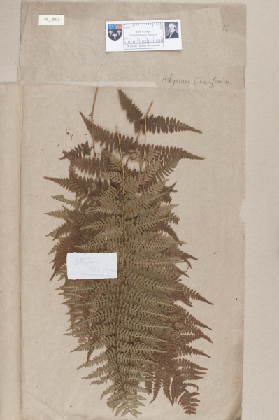 NHM_HH_5.13-2010 image NHM_HH_5.13-2010