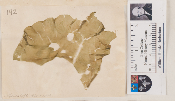 NHM_HH_1.192-2010 image NHM_HH_1.192-2010