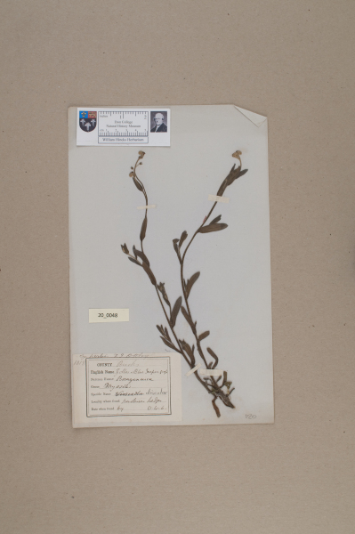 NHM_HH_20.48-2010 image NHM_HH_20.48-2010