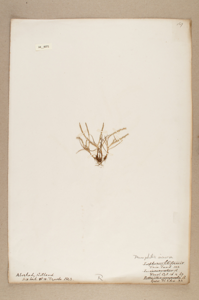 image NHM_HH_34.71-2010